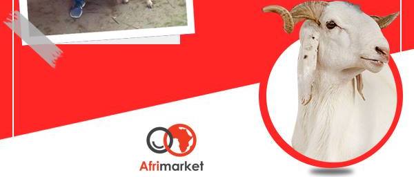 Fête de Tabaski achetez vos moutons en ligne sur Afrimarket